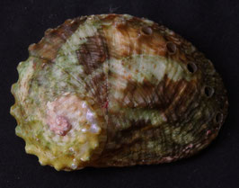 Haliotis ovina   56.7mm F+++