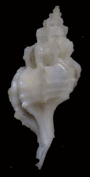 Dermomurex   infrons.  37.1mm F++