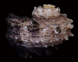 Angaria delphinus  55.1mm F++/F+++