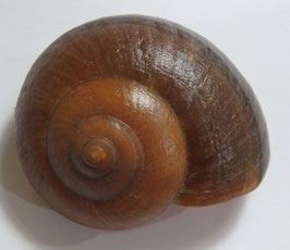 Ryssota (Lamarckiella) oweniana 50.3mm F+++