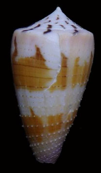Conus circumactus  48.3mm F++/F+++