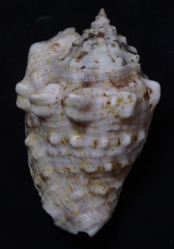 Strombus lentiginosus 76.5mm F+++
