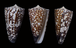 Conus  thalassiarchus depriesteri 64.3mm F+++