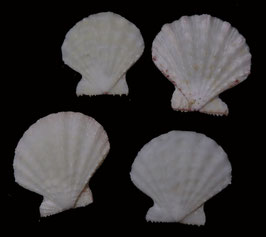 Mirapecten moluccensis  30.9mm - 37.6mm F+++