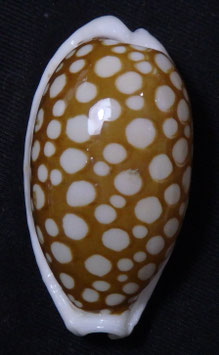 Cypraea cribraria 38.4mm F+++