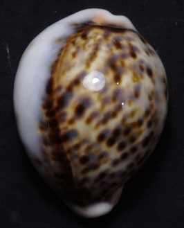 Cypraea tigris  66.8mm F+++