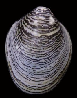 Septaria porcellana  29.9mm F++/F+++