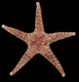 starfish species  size  80.3mm  sun dried