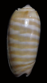 Oliva rufula   28.9mm F+++
