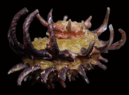 Angaria poppei  29.6mm F++