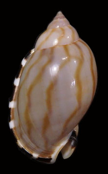 Casmaria erinaceus   45.5mm F+++