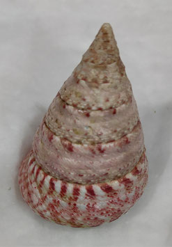 Tectus conus   75.2mm F++/F+++