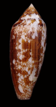 Conus aureus  59.3mm F+++