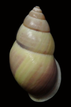 Amphidromus basilanensis  46.2mm F+++