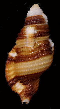 Cymatium (Septa) flaveolum  47mm F+++