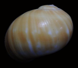 Natica stellata  37.1mm F+++
