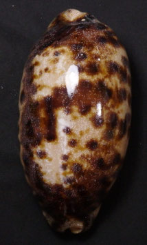 Chelycypraea testudinaria 118.3mm F+++