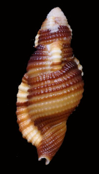 Cymatium flaveolum  48.5mm F+++