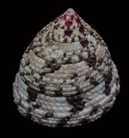 Trochus maculatus   42.5mm F+++