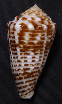 Conus sulcocastaneus  45.7mm F+++