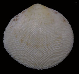 Scutarcopagia scobinata  49.8mm x 52.6mm F+++