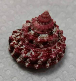 Trochus ferreirai  23.4mm F+++