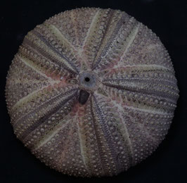 Astropyga  radiata  test   141.2mm  sea urchin