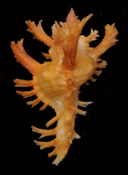 Chicoreus banksii  50mm F+++