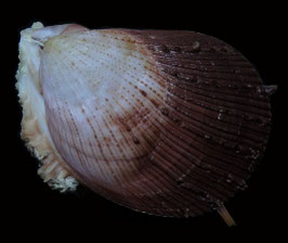Spondylus fauroti  79mm F++/F+++