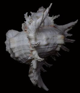 Chicoreus ramosus  201mm F++ freak shell form