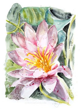 Seerose