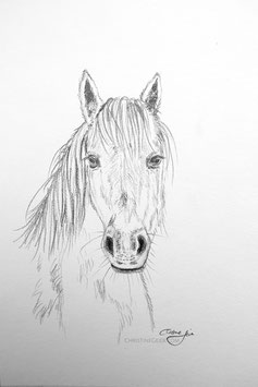 Pferd Zeichnung #4