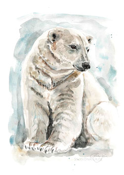 Eisbär