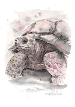 Riesenschildkröte