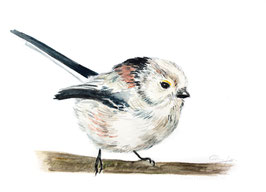 Schwanzmeise