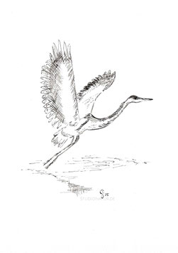 Kranich