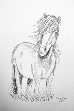 Pferd Zeichnung #2