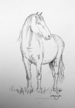 Pferd Zeichnung #3