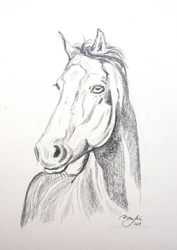 Pferd Zeichnung #8