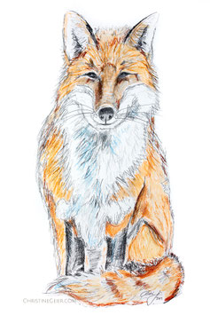 Fuchs Zeichnung