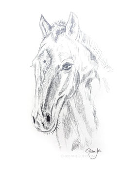 Pferd Zeichnung #6