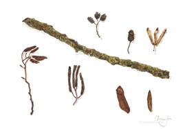 Naturgeschenke