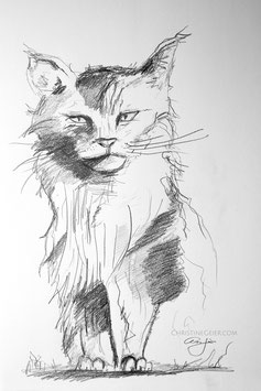 Wildkatze Zeichnung