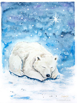 Polarbär