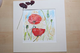 Roter Mohn