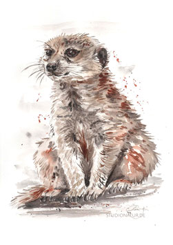 Erdmännchen