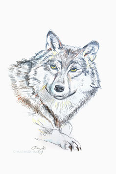 Wolf Zeichnung