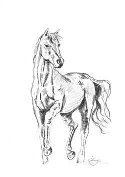Pferd Zeichnung #10
