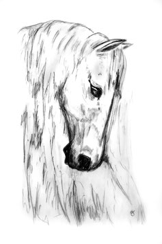 Pferde Portrait