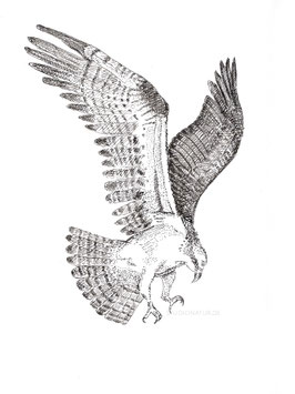 Adler in Tusche